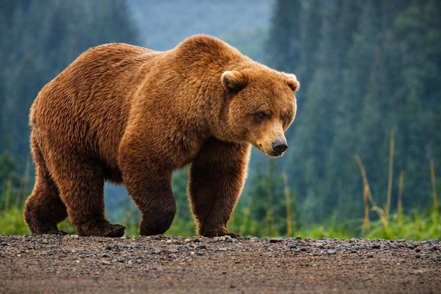 Bitcoin Bear Market Could Require More Months of Consolidation