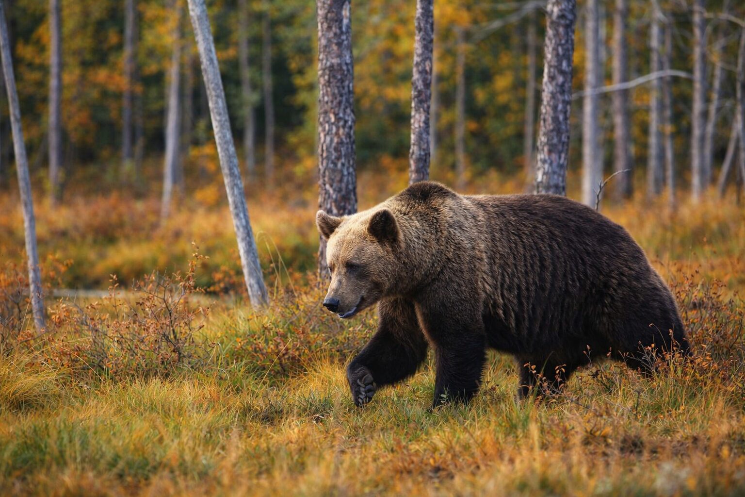 Bitcoin Bears Target $50K as Analysts Warn of Final Market Flush Before Recovery